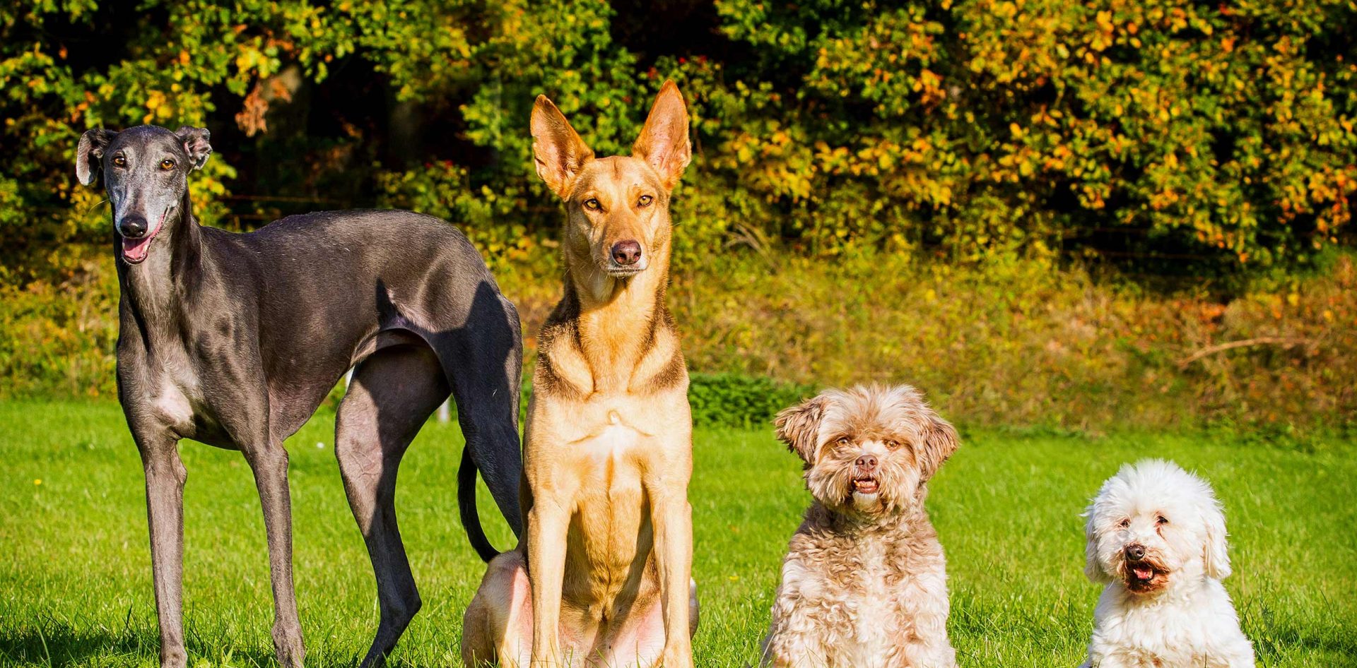 Wunsch eines Hundes Hundeleben retten e.V.