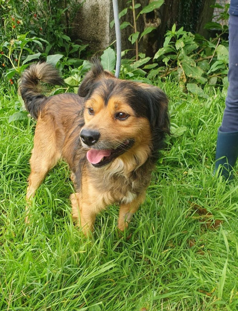 Hunde aus Portugal Hundeleben retten e.V.