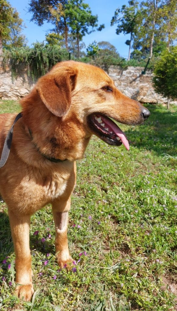 Hunde aus Portugal Hundeleben retten e.V.